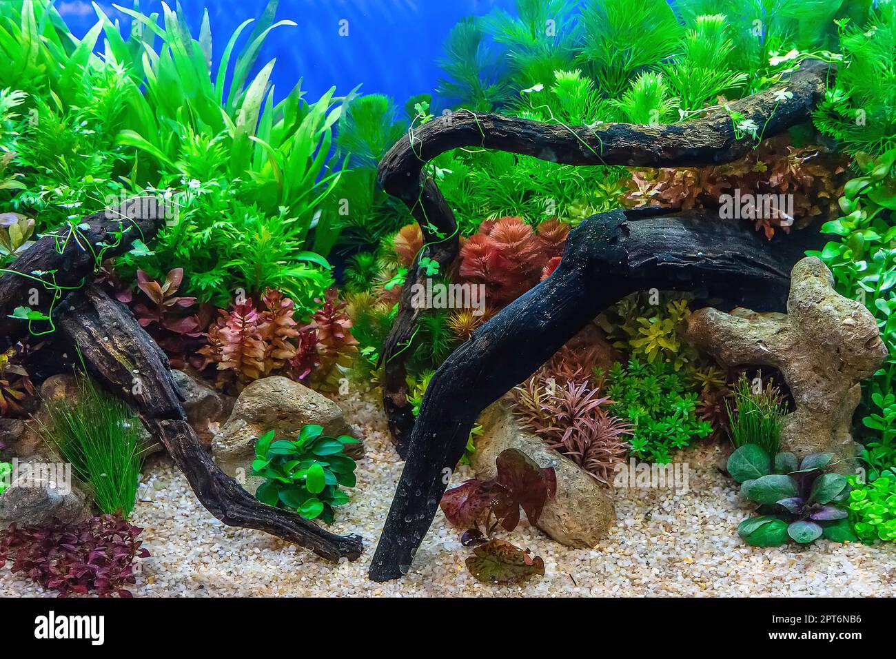 Underwater landscape nature forest style aquarium tank with a variety of  aquatic plants, stones and herb decorations Stock Photo - Alamy