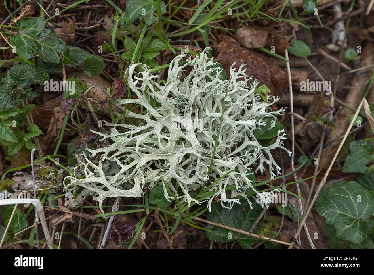 Iceland moss (Cetraria islandica), Bavaria, Germany Stock Photo