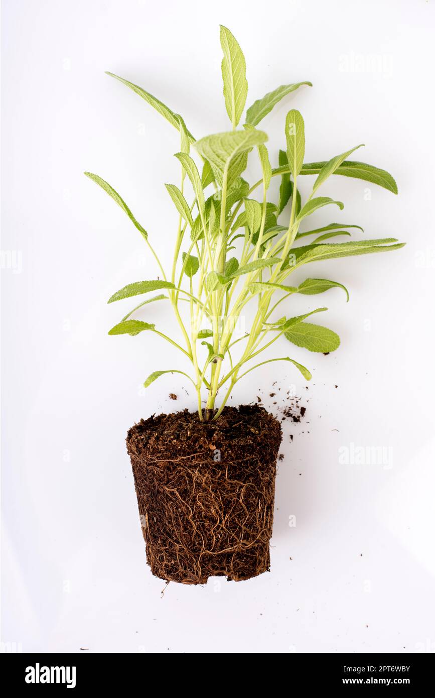 Salvia seedling hi-res stock photography and images - Alamy