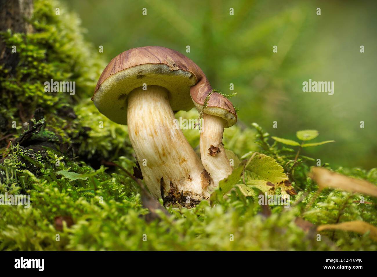 Wild Boletus Pinophilus mushroom growing on lush green moss in a forest, low angle view. Pine