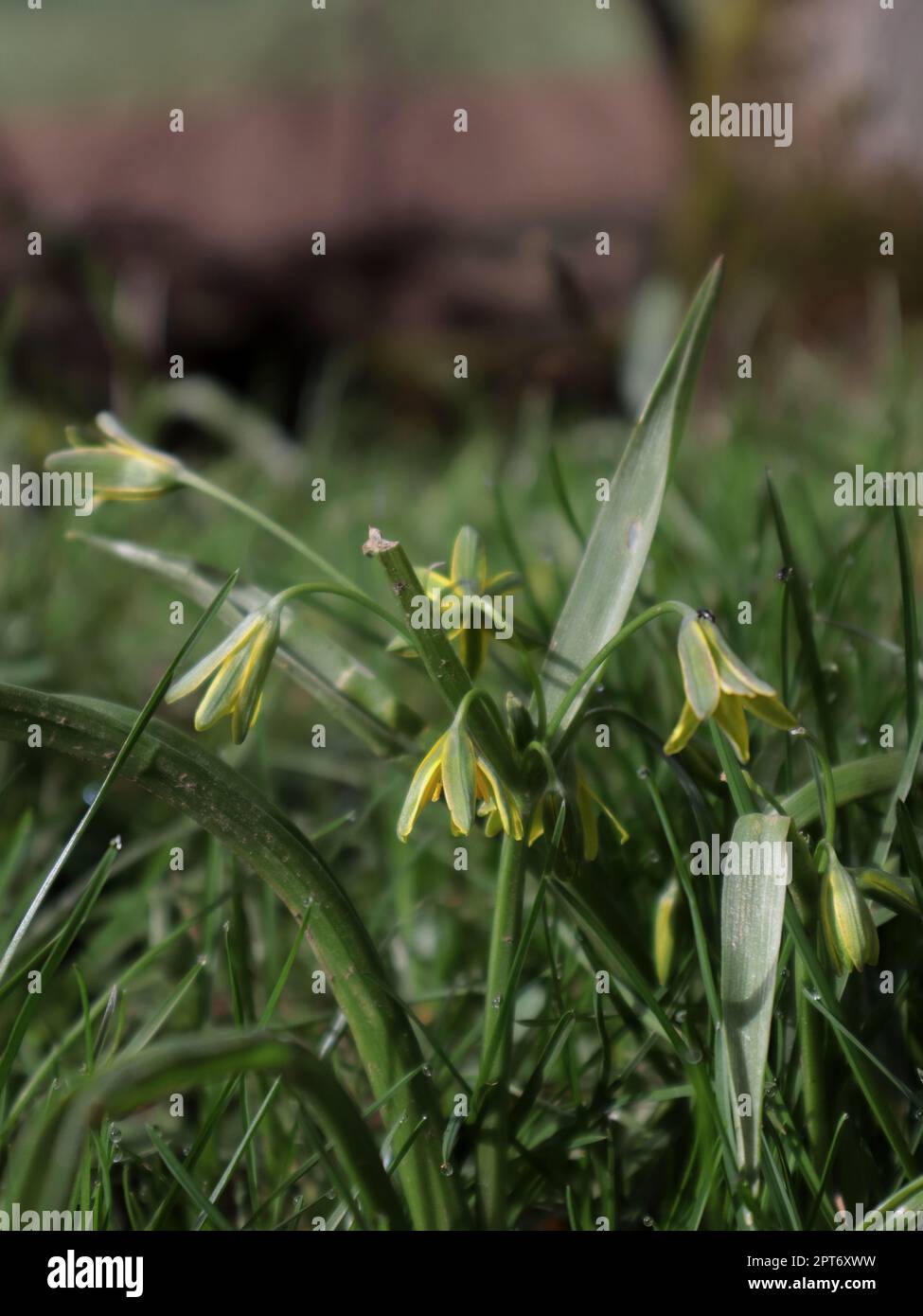 yellow star flower Stock Photo Alamy