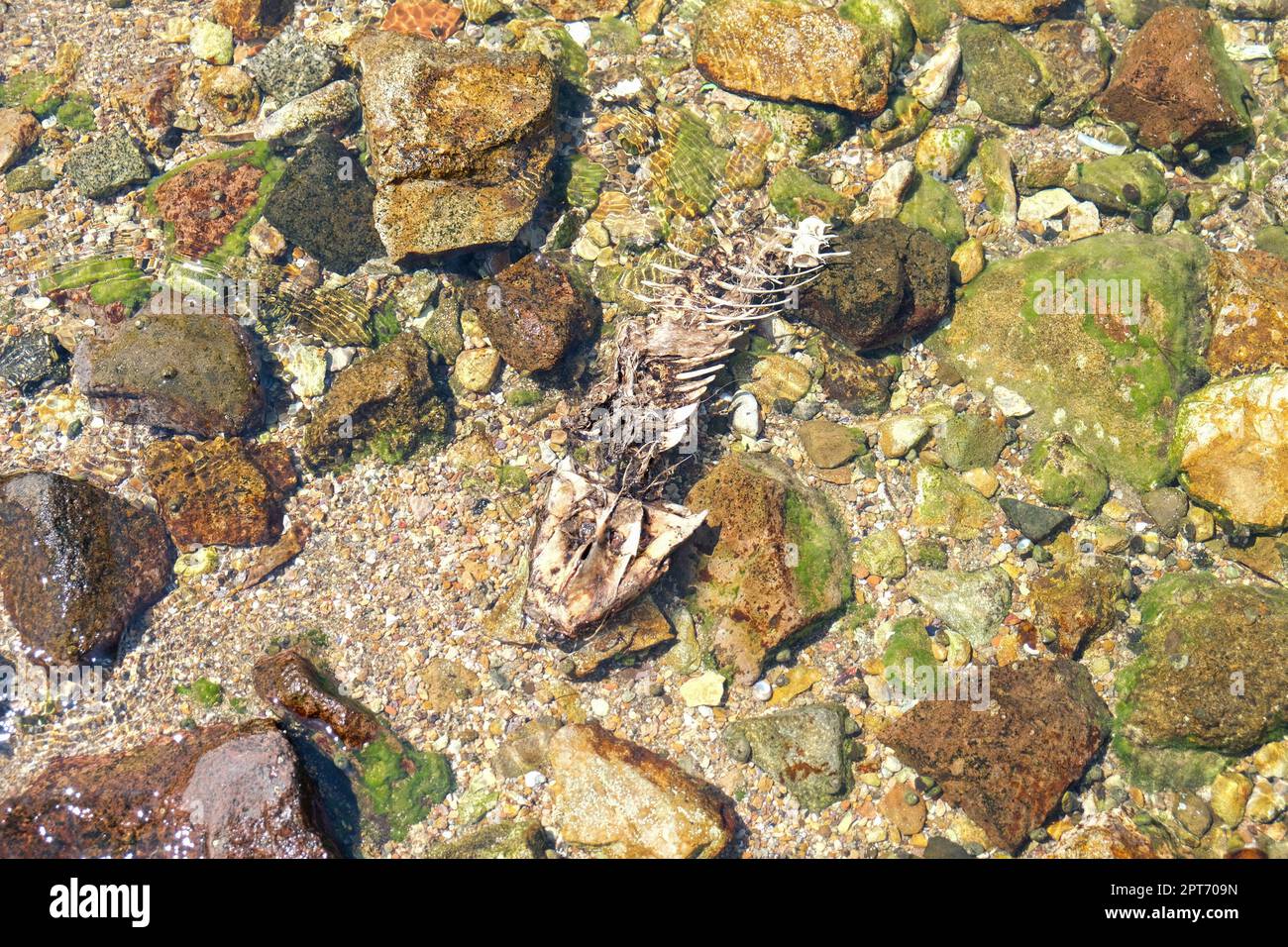 Fishbone skeleton inside pebble stone rock sea. Selective focus of