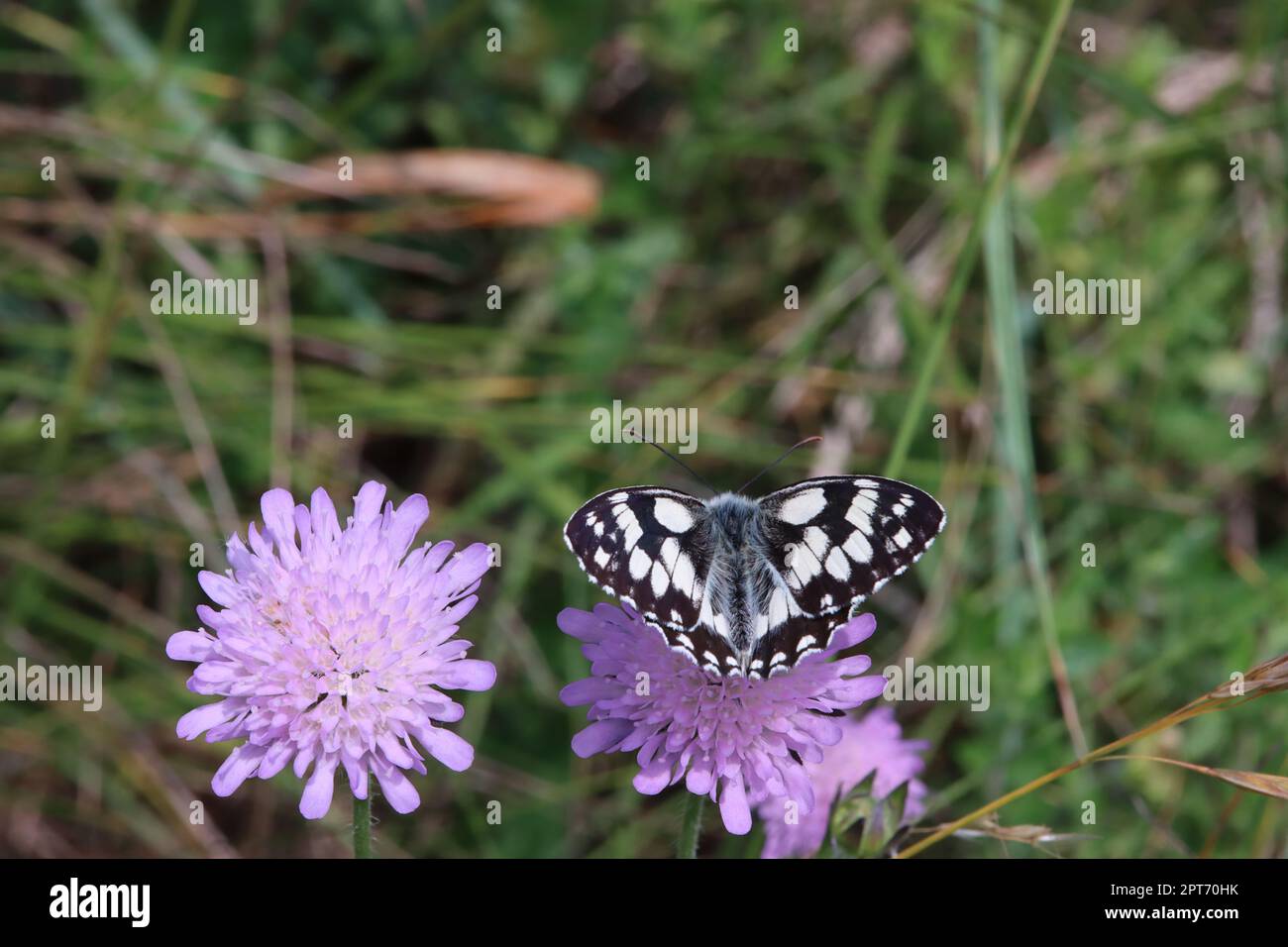 Schachbrett oder Damenbrett (Melanargia galathea) auf Acker-Witwenblume (Knautia arvensis, Syn. Scabiosa arvensis), Naturschutzgebiet Kuttenberg, Nord Stock Photo