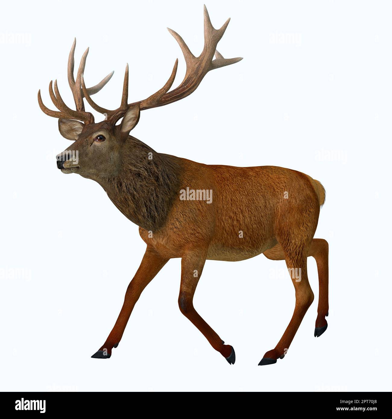 The Red deer is native to Europe, Asia, Iran and Africa is one of the