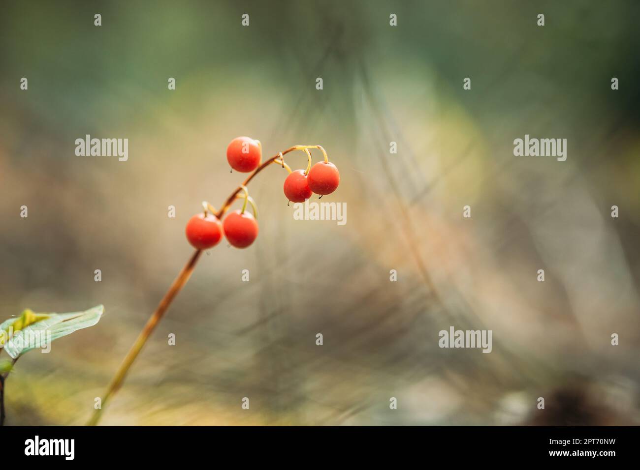 Red Berries Of Lily Of Valley Plant In Autumn Forest. Poisonous Berry