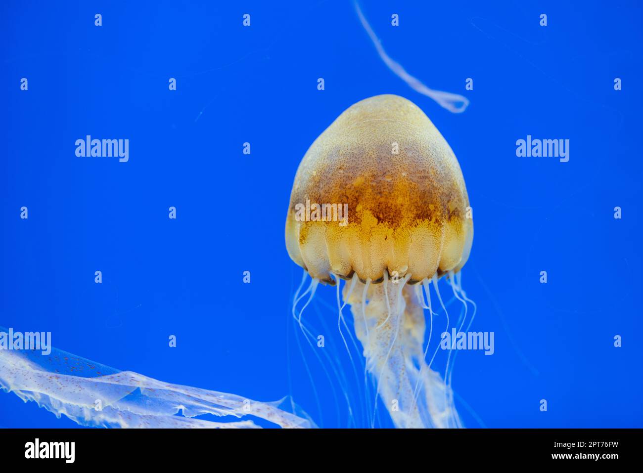 Tank Top Jelly Fish main image 1