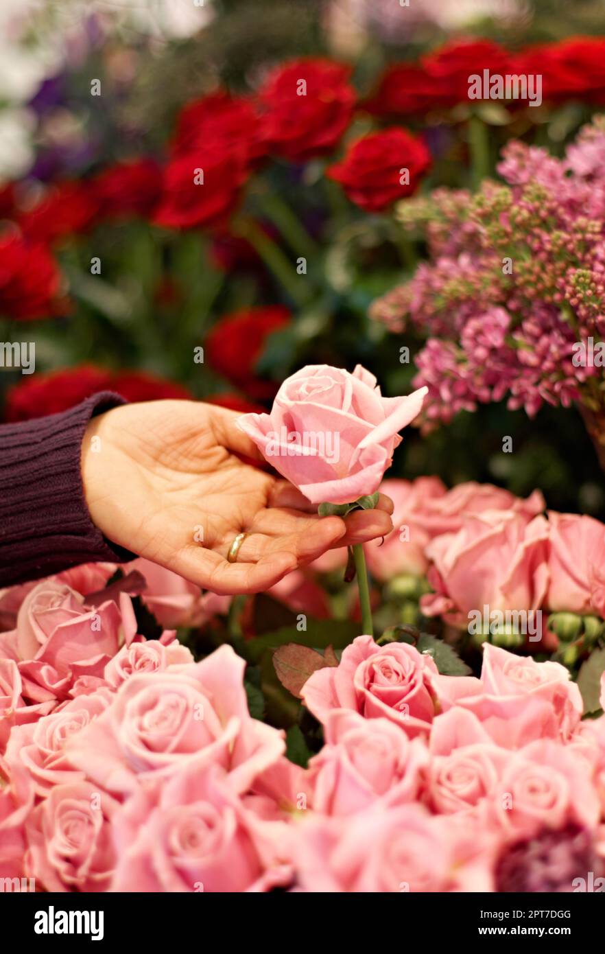 Picked for perfection. a woman selecting a single rose from a bunch ...