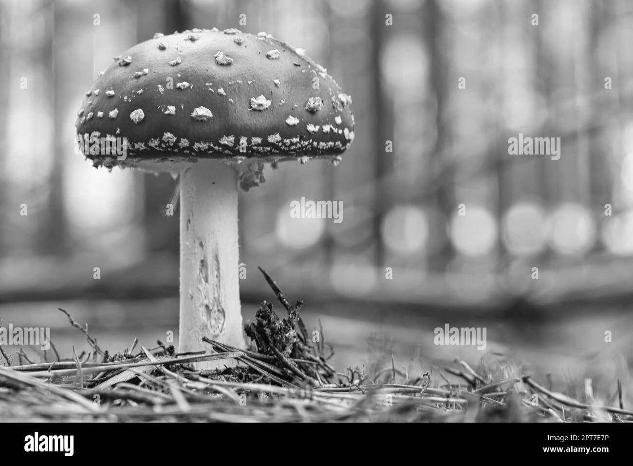 Toadstool in black white at the bottom of a coniferous forest in the woods. Poisonous mushroom. Red cap with white spots. Close up from nature in fore Stock Photo