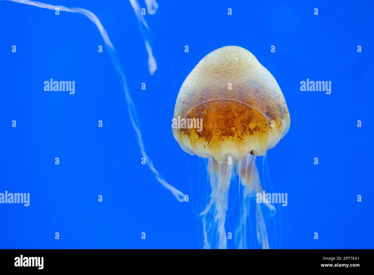 Jellyfish swim under water in Aquarium Stock Photo Alamy