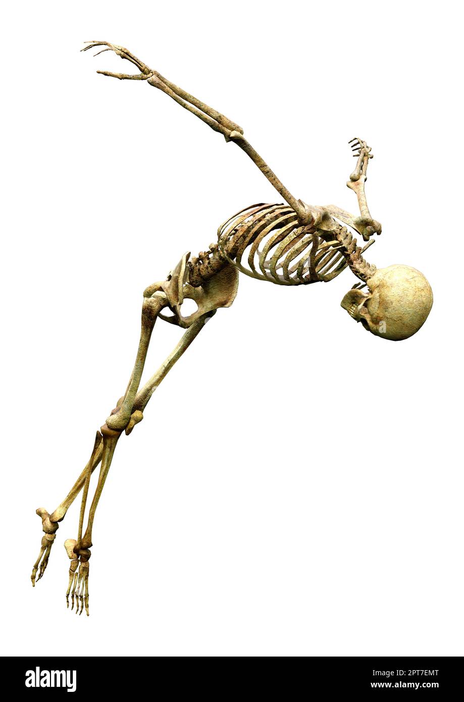 3D rendering of a human skeleton isolated on white background Stock ...