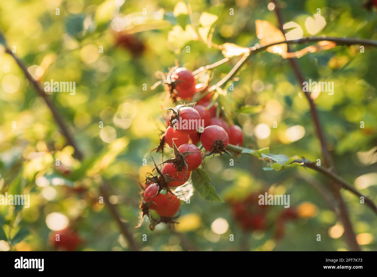 Red Ripe Berries Of Rosa Canina. Rose Hips Of Dog Rose, Is A Variable