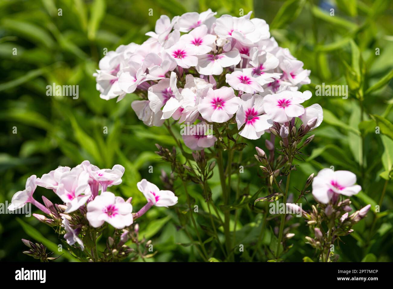 Garden Phlox (Phlox paniculata), flowers of summer Stock Photo