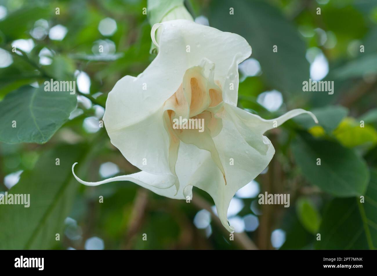 White flower of a tree lily (Cubanola domingensis) - Melbourne, Victoria, Australia Stock Photo