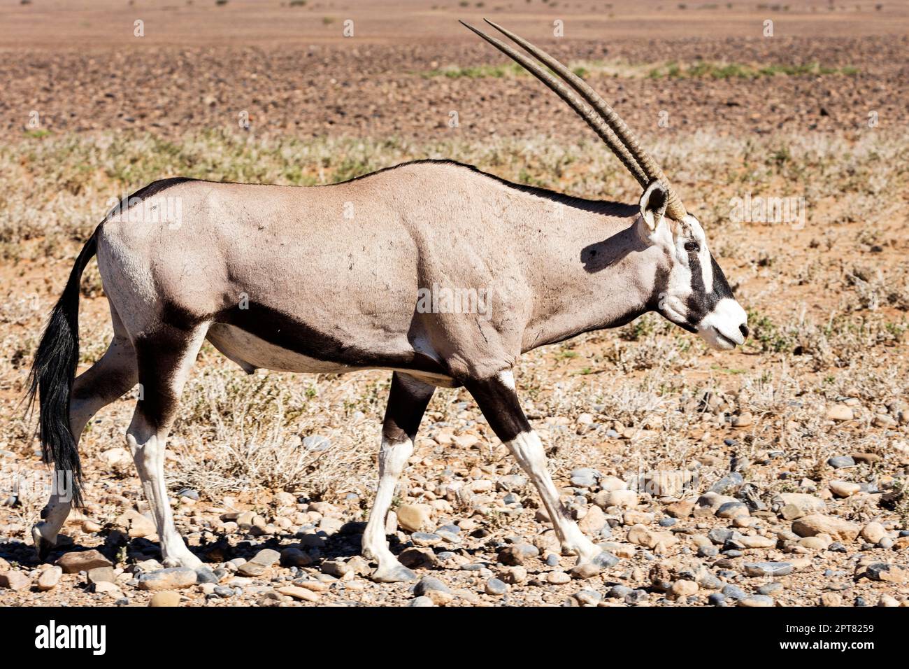 Antelope Oryx Hi res Stock Photography And Images Alamy