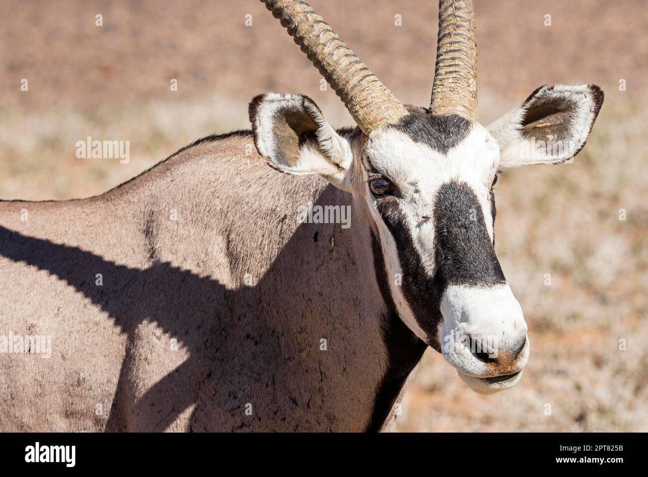 Oryx Antelope Oryx Desert Namibia Stock Photo Alamy