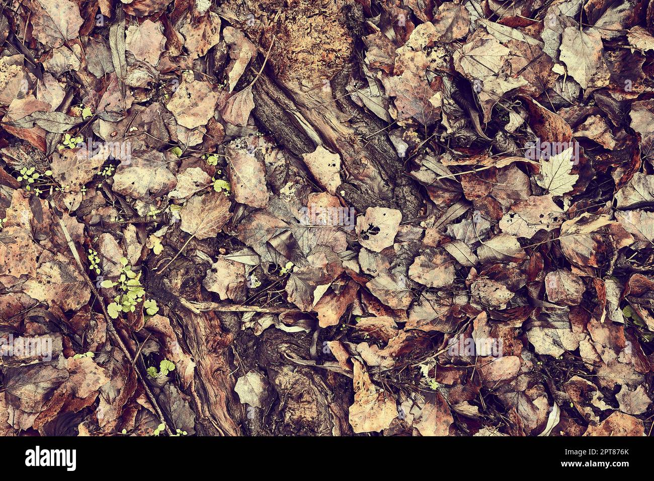 Fallen autumn leaves on the ground Stock Photo - Alamy
