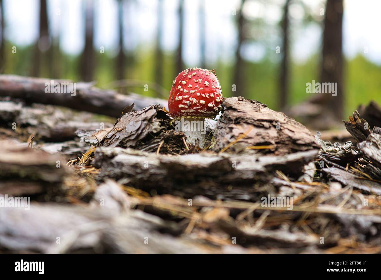Toadstool at the bottom of a coniferous forest in the woods. Poisonous ...