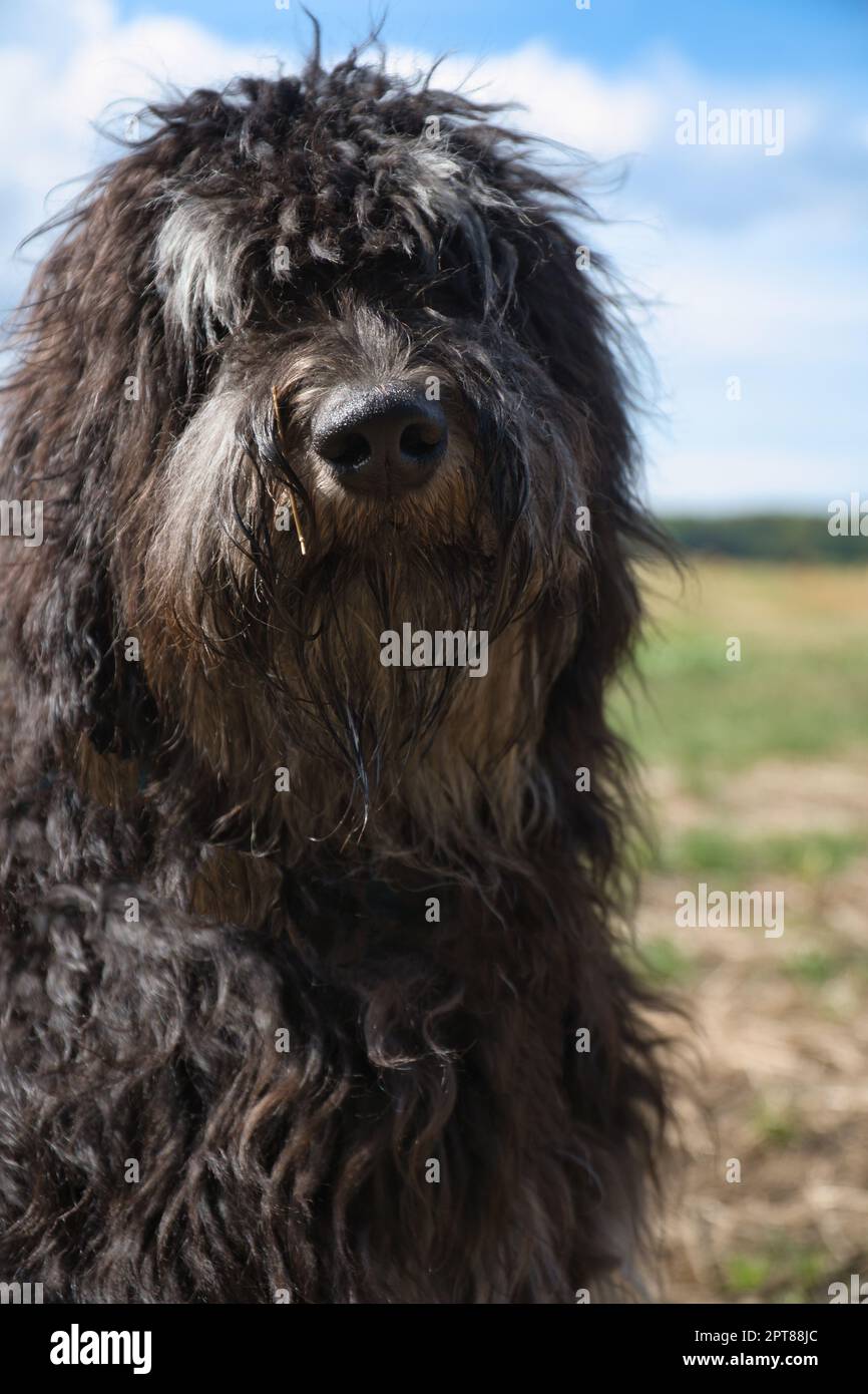 Portrait of a Goldendoodle dog. Fluffy curly long black light brown coat. A snout for smooching. Intimate family dog. Animal photo of a dog Stock Photo Alamy