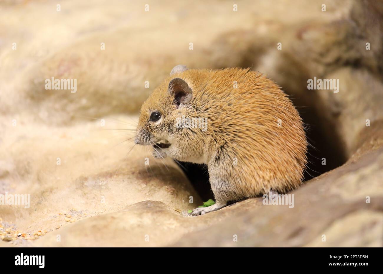 Acomys russatus, a golden spiny mouse, from the middle east eating Stock Photo