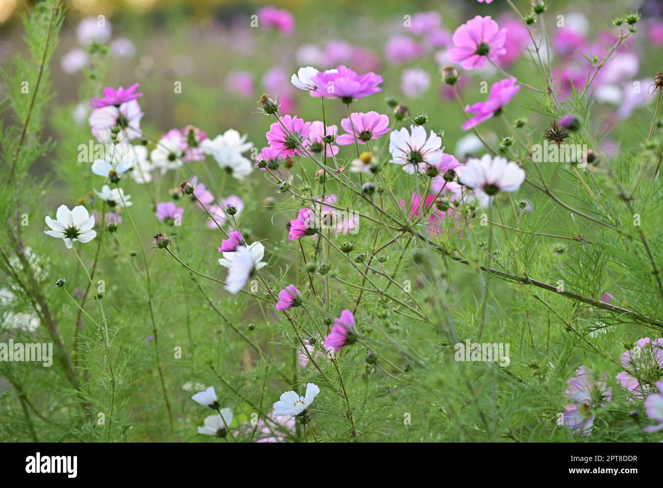 Field of white and purple sunmer flowers in the evening sun Stock Photo ...