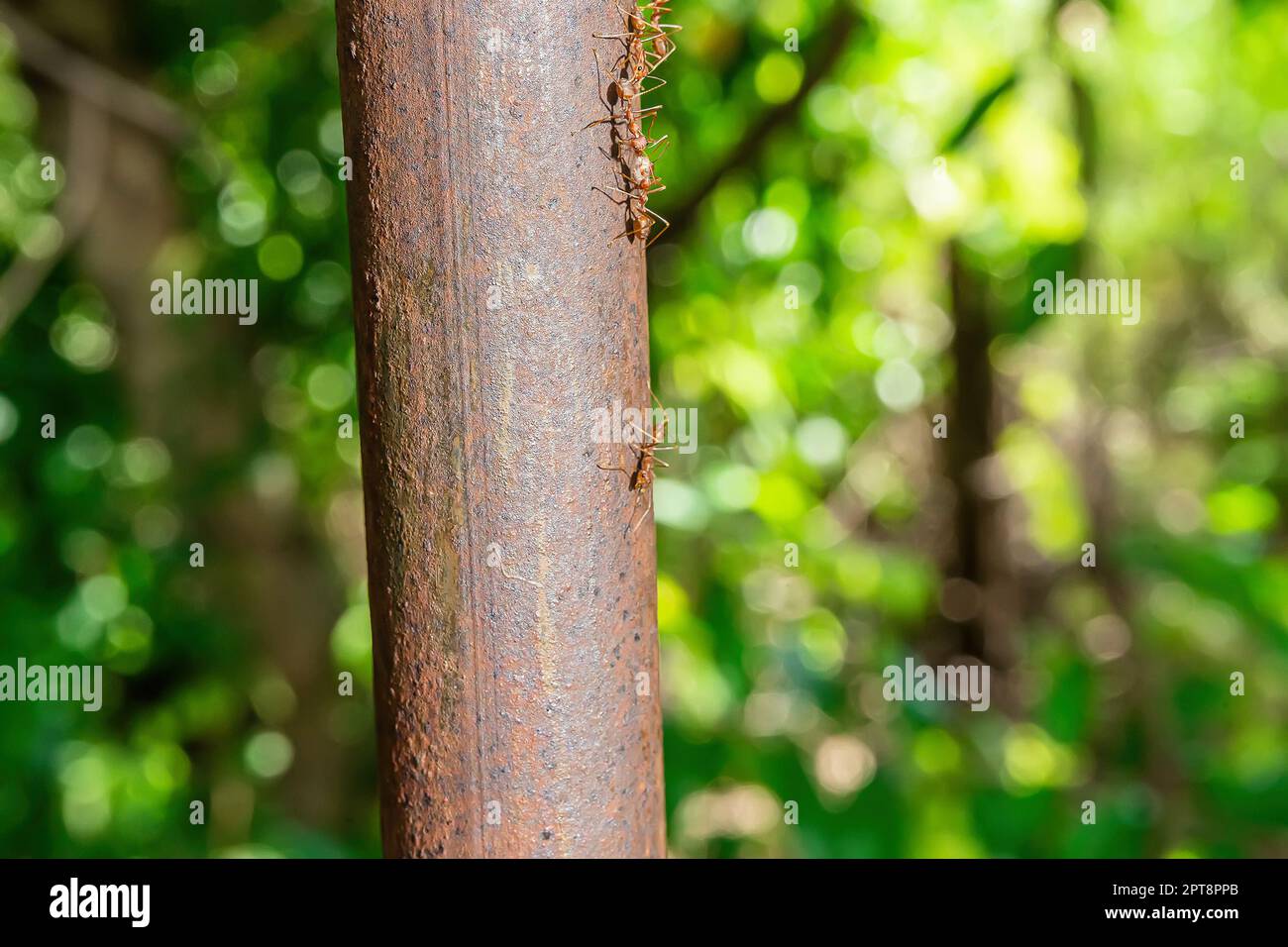 The red ants walking on an iron pole on a nature background. Stock Photo