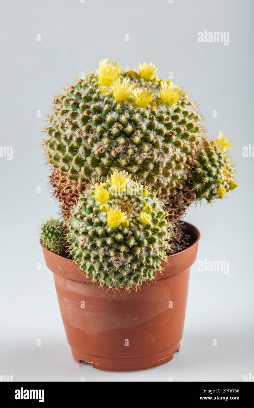 Aureispina hi-res stock photography and images - Alamy