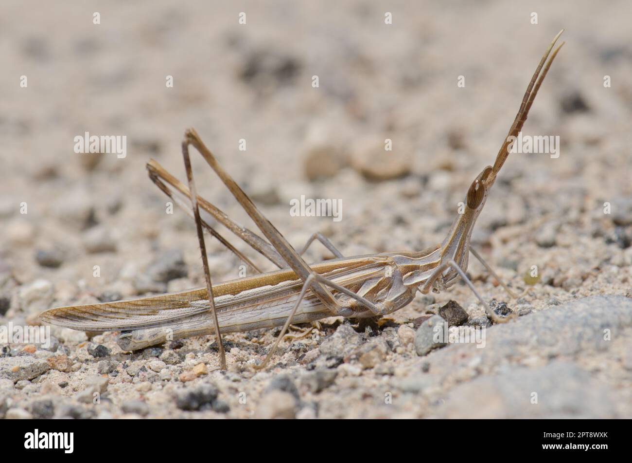 Short-horned grasshopper Truxalis nasuta. Cruz de Pajonales. Integral Natural Reserve of Inagua. Tejeda. Gran Canaria. Canary Islands. Spain. Stock Photo