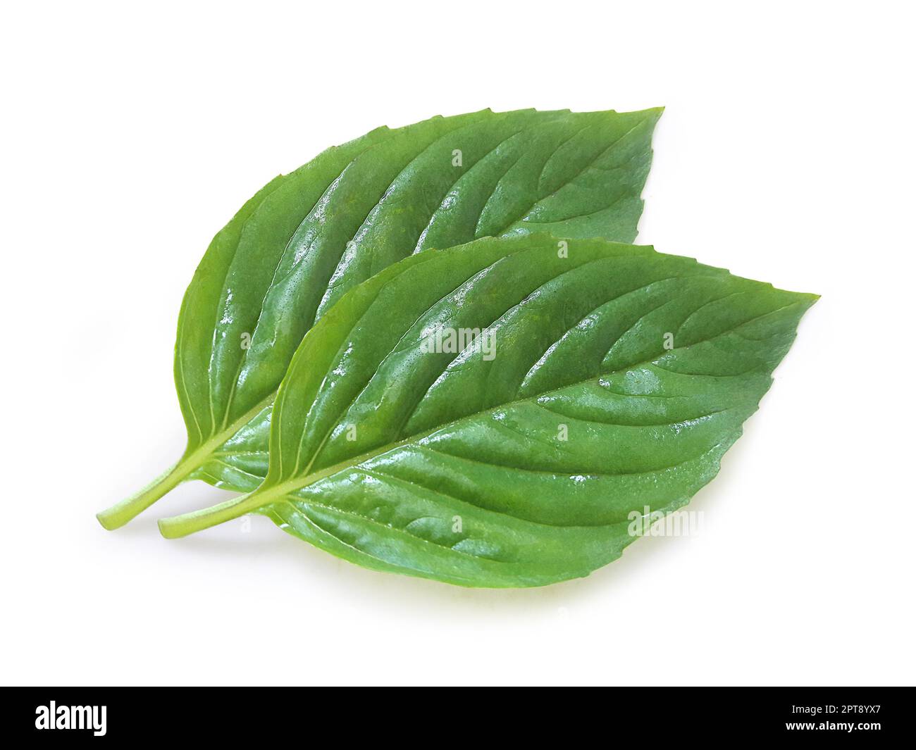 Fresh basil leaf isolated on white background, close up. Basil herb