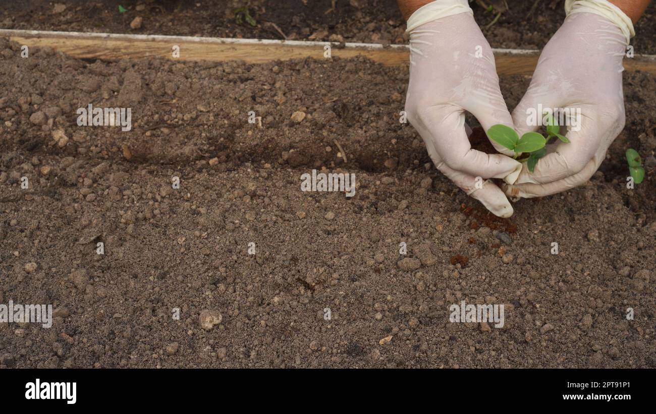 Hands of elderly woman in rubber gloves plant to soil seedlings of