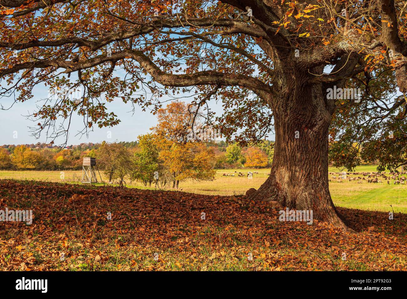 Landscape in autumn in the Feldberger Seenlandschaft, Germany. Stock Photo