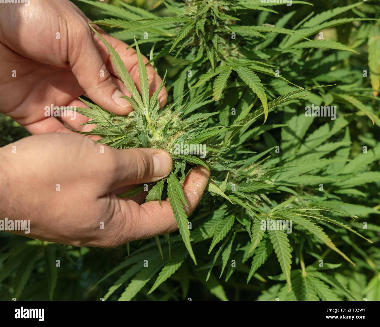 Farmer with hand controlling quality of blooming Marijuana. Organic