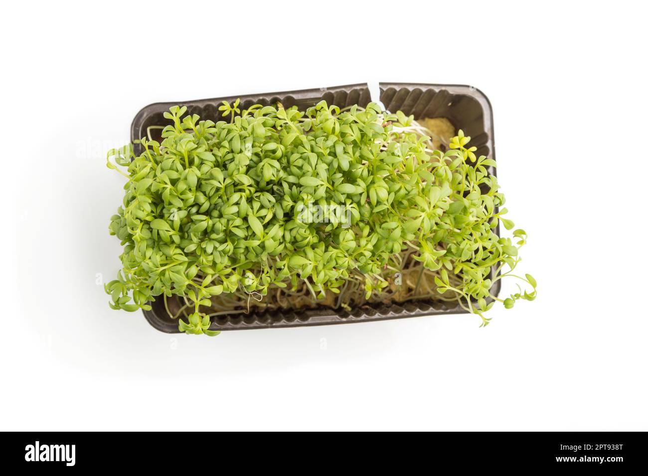 Plastic box with microgreen sprouts of cress isolated on white ...