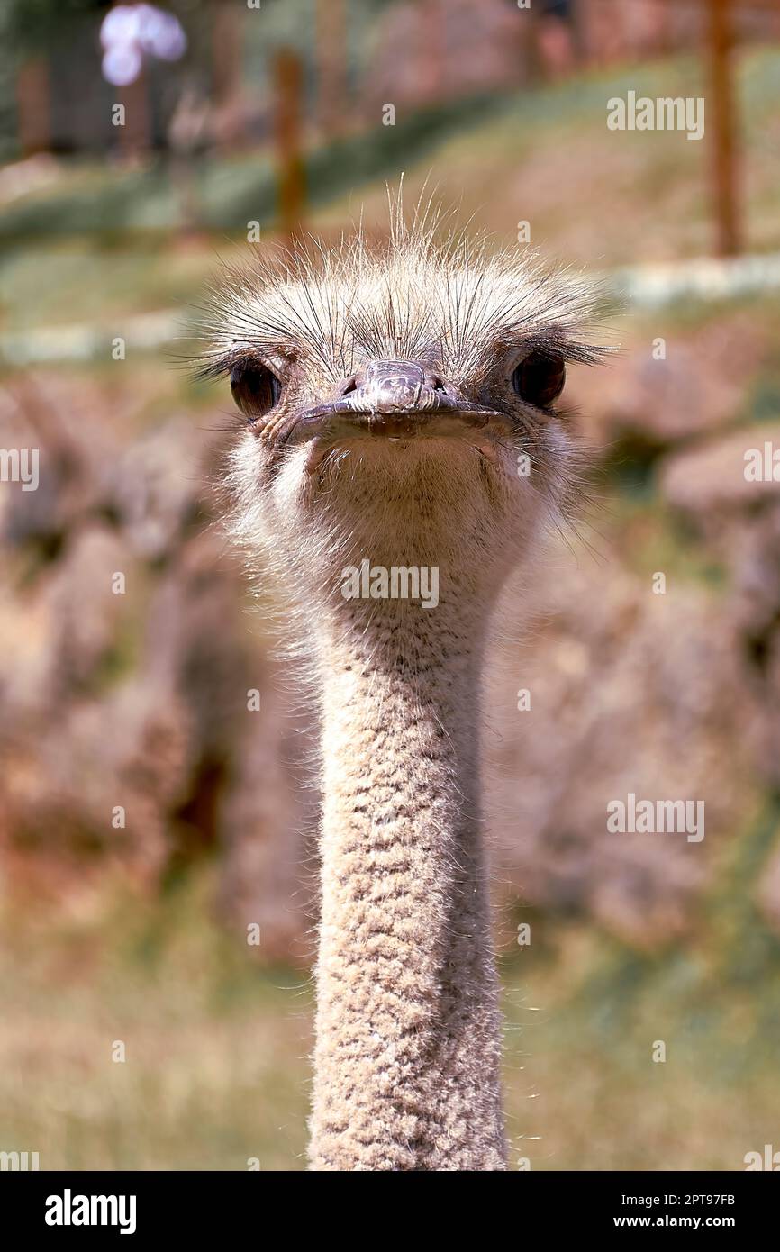 Detail of the face and neck of an ostrich. Textures, green, big eye, beak, hairs, tapeworm Stock Photo