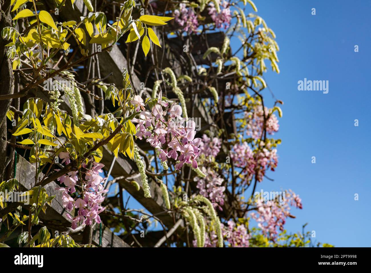 In spring the wisteria blooms, the pink-petaled flowers descend in clusters from the pergola into the flower garden. It creates a flowery background. Stock Photo