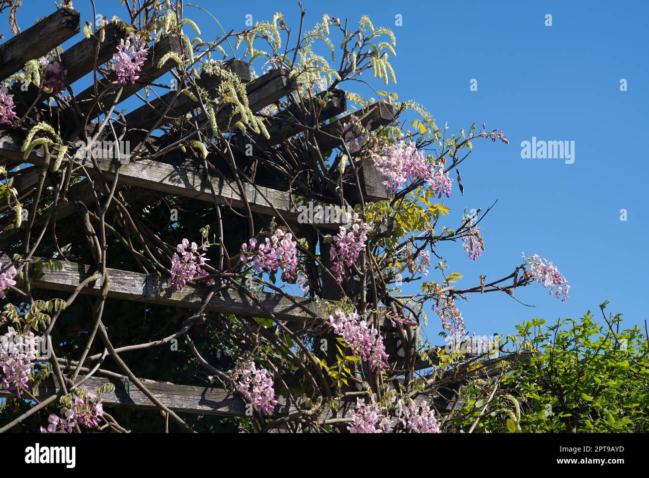 In spring the wisteria blooms, the pink-petaled flowers descend in clusters from the pergola into the flower garden. Stock Photo