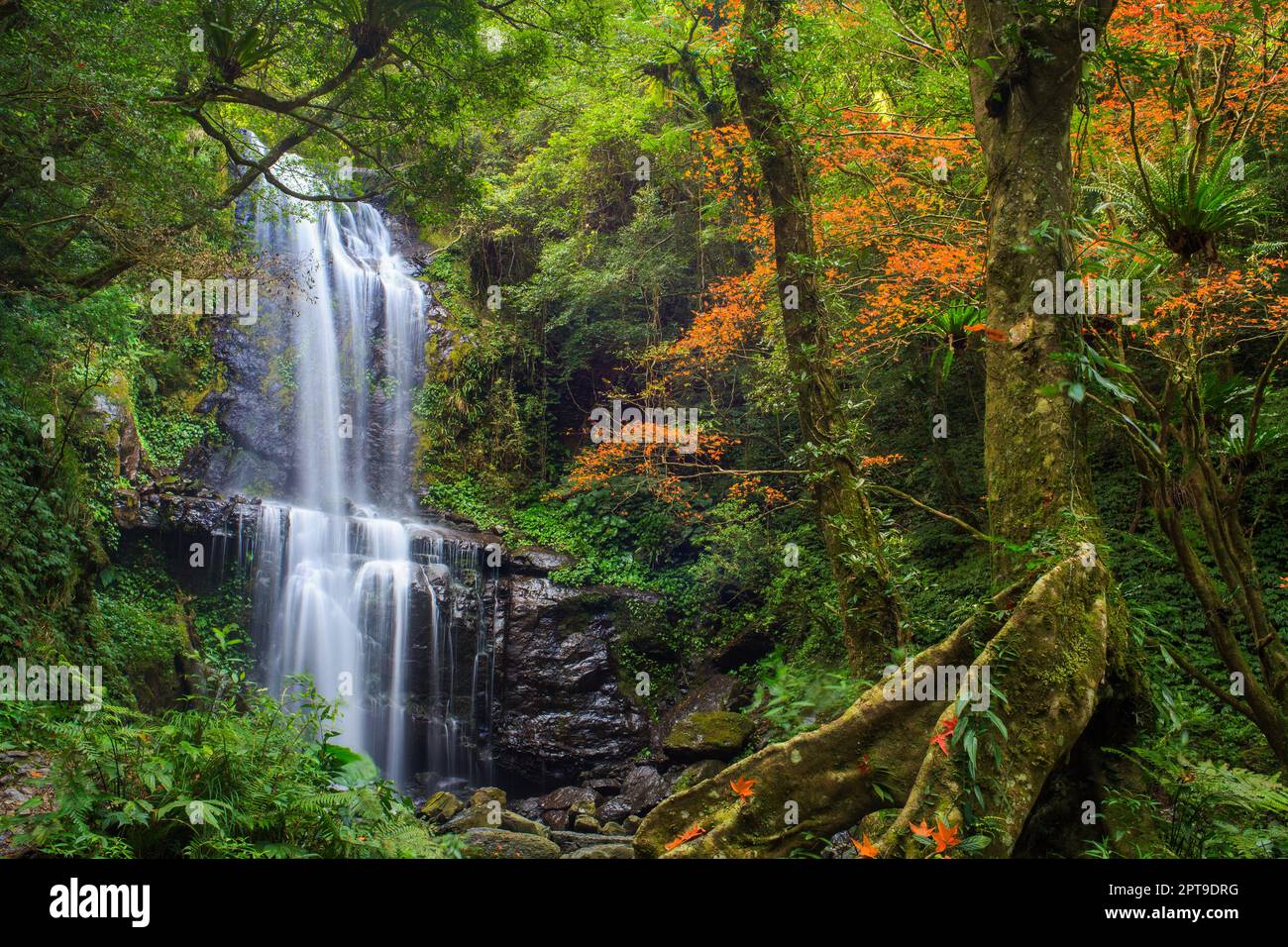Taipei Fall Maple lake taipei hi-res stock photography and images - Alamy
