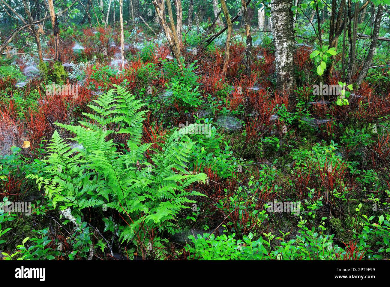Worm fern (Dryopteris filix-mas), Ferns (Polypodiopsida), common dogwood (Cornus sanguinea), Dogwood family (Cornaceae), Birch, Birch family Stock Photo