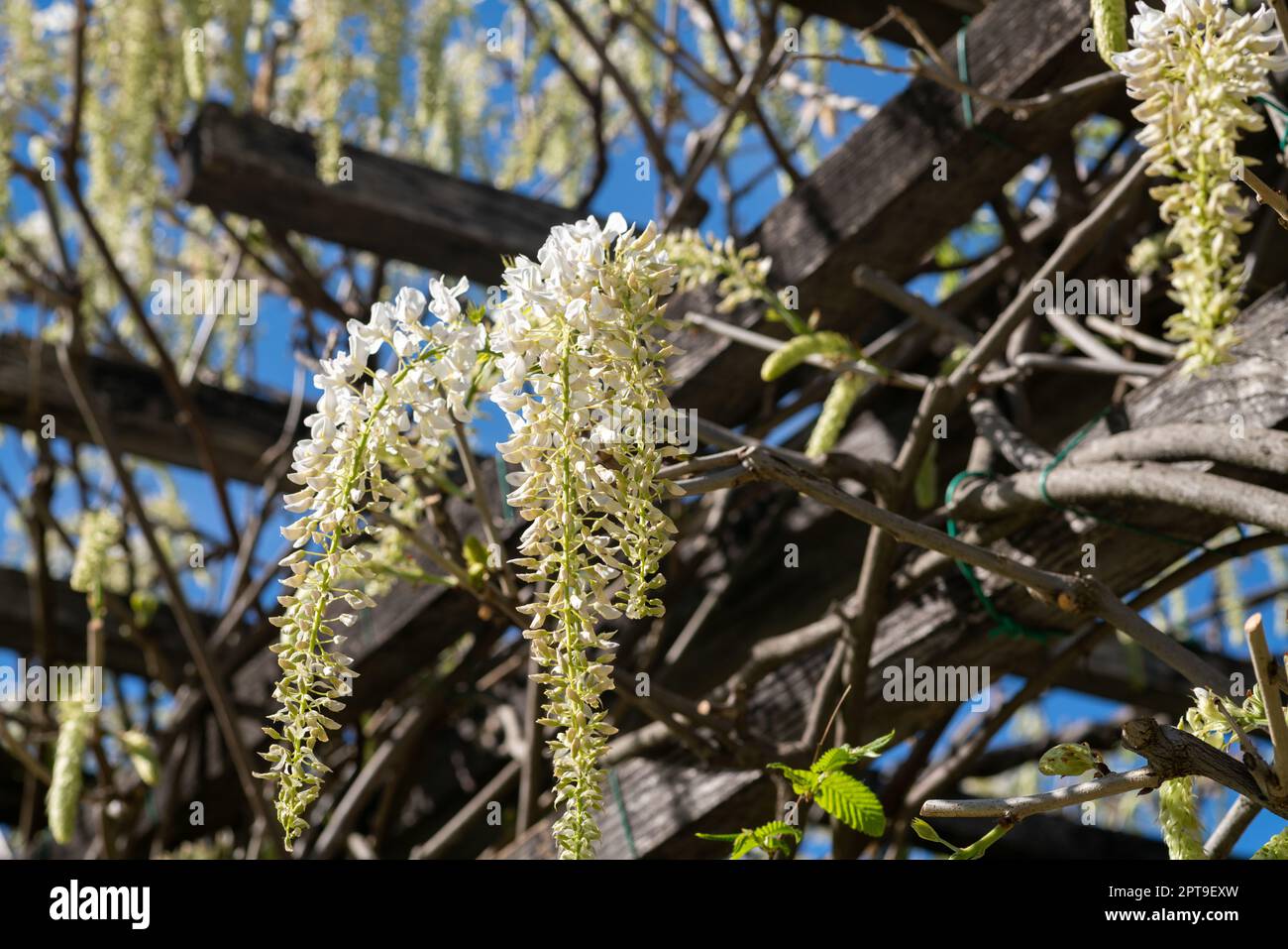 In spring the wisteria blooms, the white-petaled flowers descend in clusters from the pergola into the flower garden. It creates a flowery background. Stock Photo
