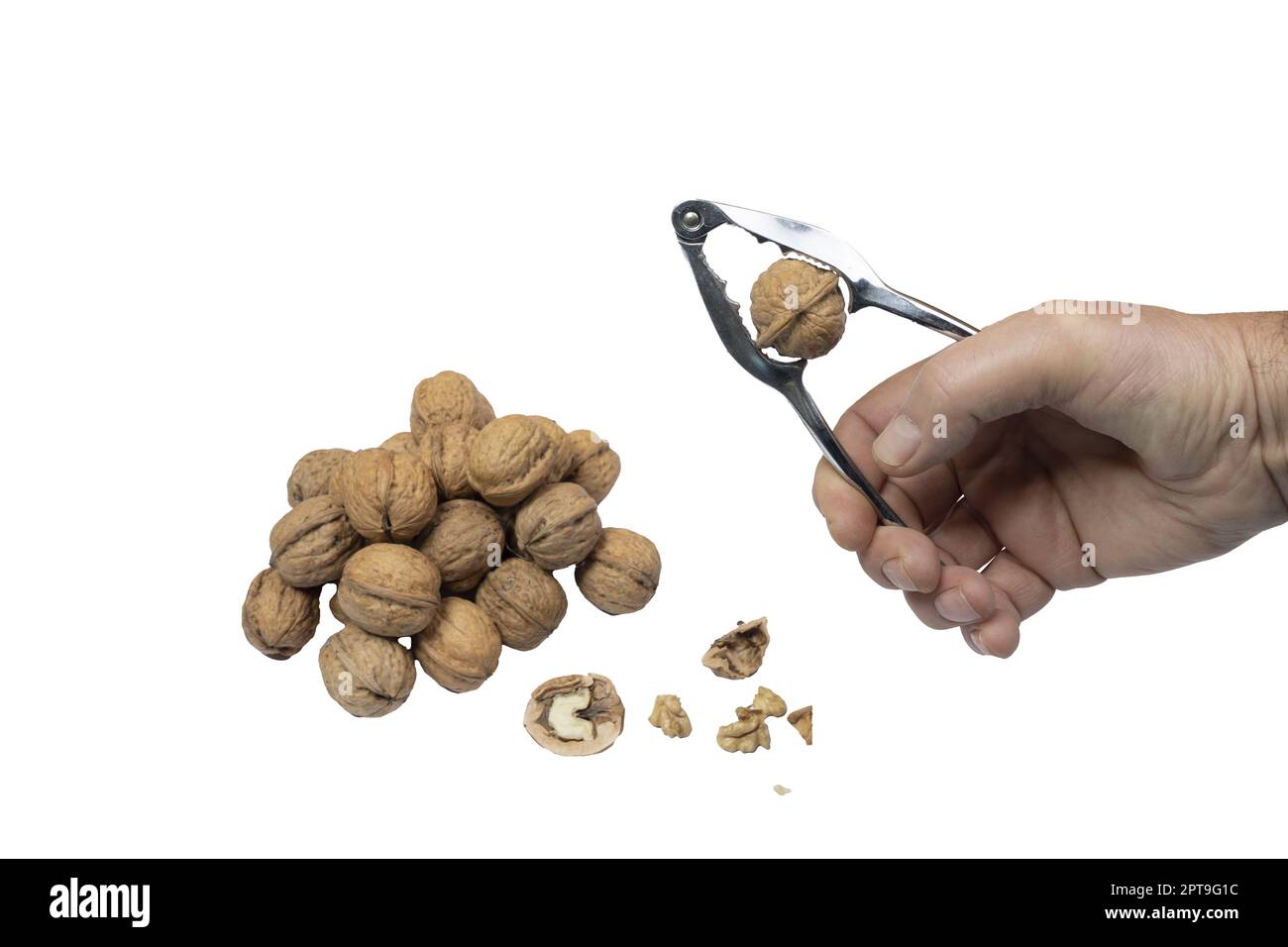 crack a walnut with the nutcracker on a transparent background Stock