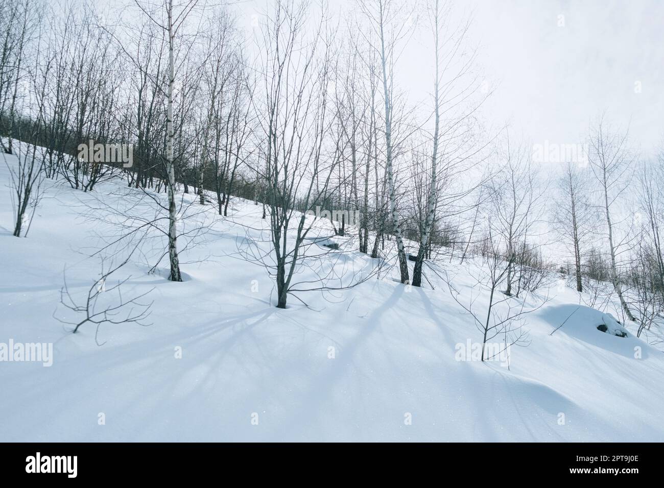 Detail Of Snow Cover. Seasonal Natural Scene. Stock Photo, Picture
