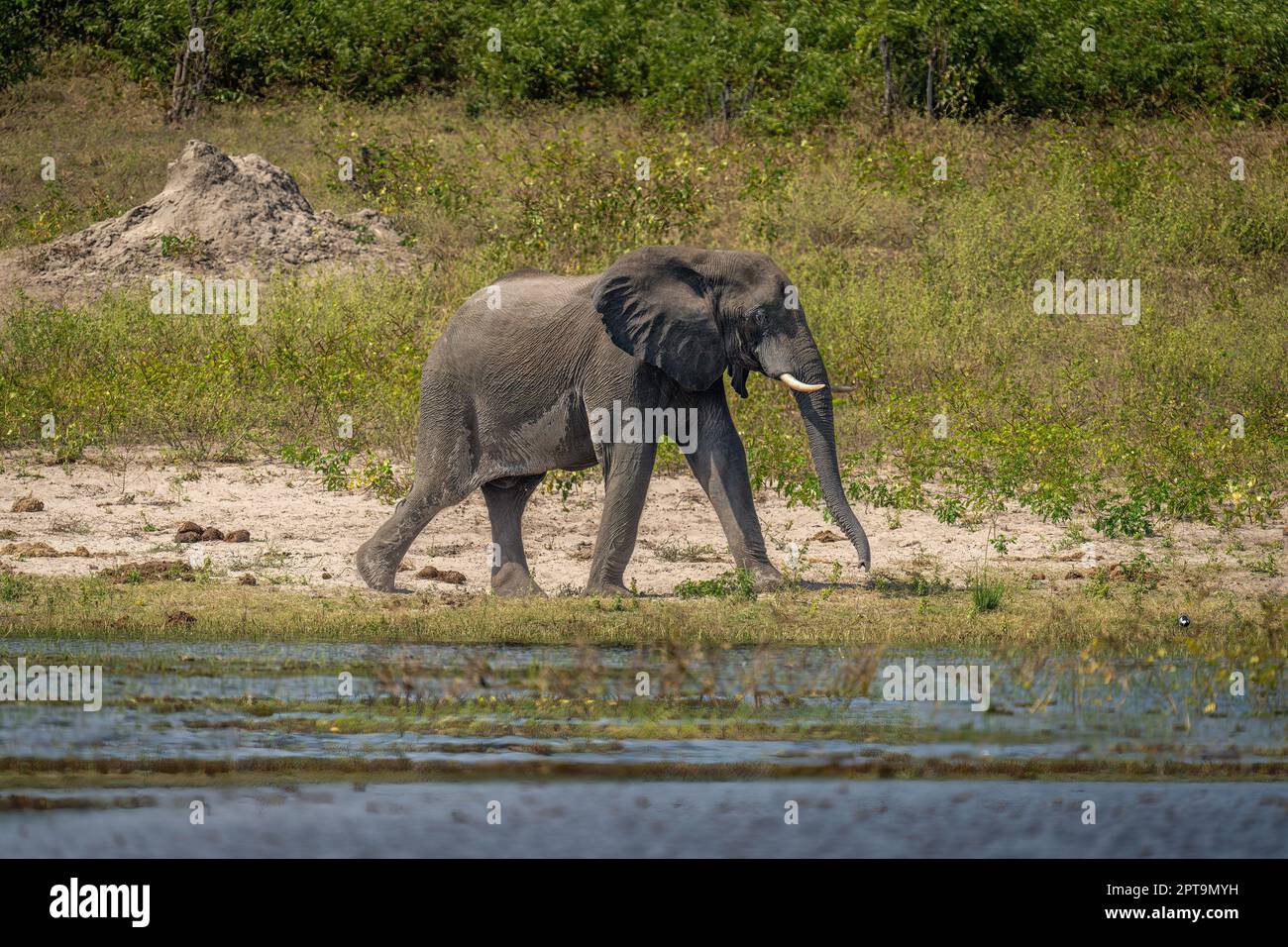 African bush elephant walks along sunny riverbank Stock Photo - Alamy