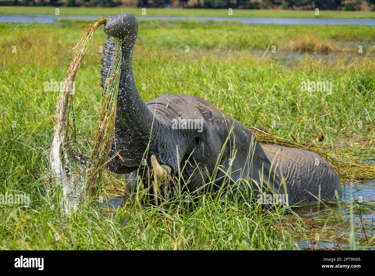 African bush elephant washes grass in river Stock Photo - Alamy