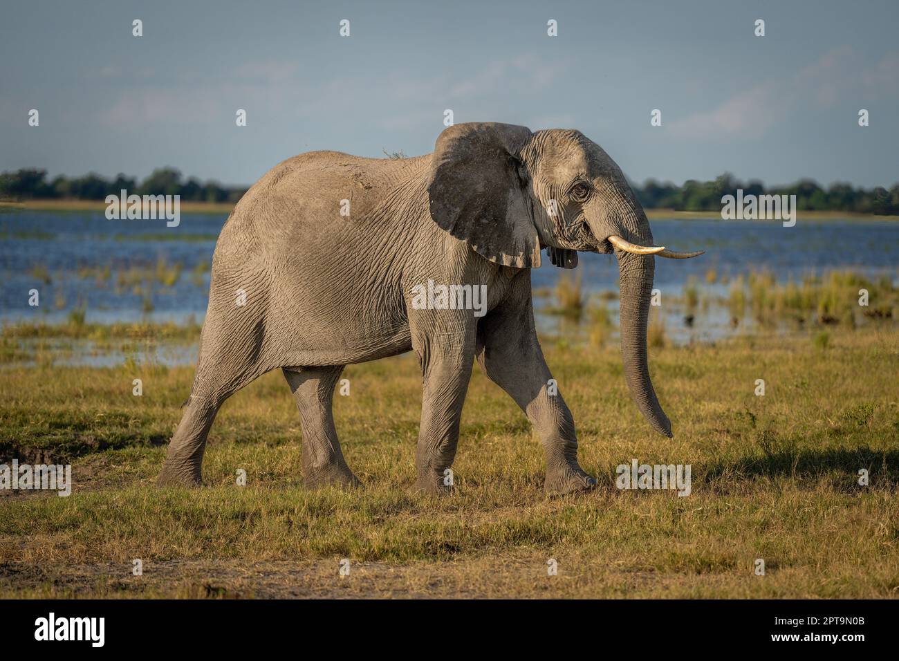 African bush elephant walks down sunny riverbank Stock Photo - Alamy