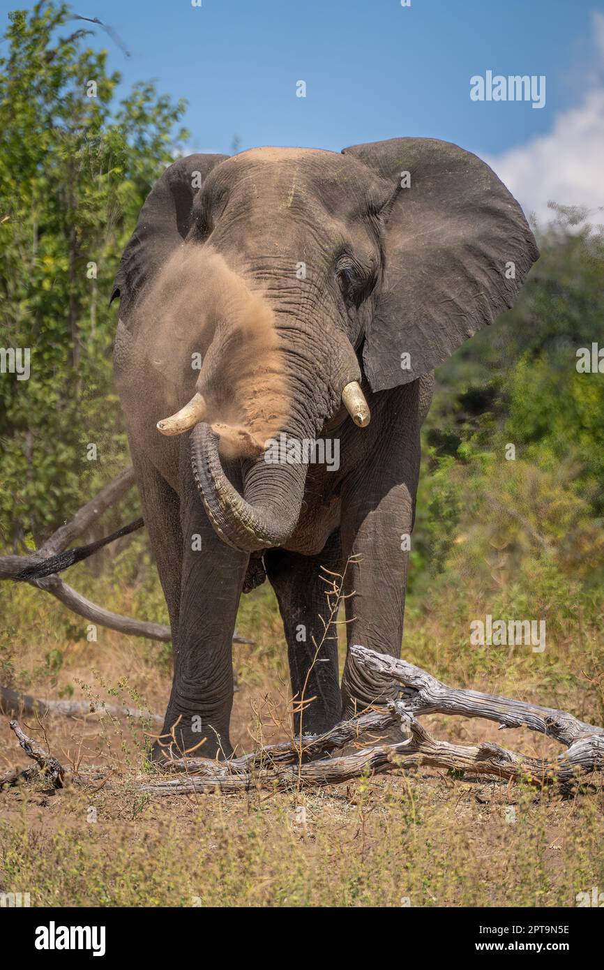 African elephant stands by log spraying dust Stock Photo - Alamy