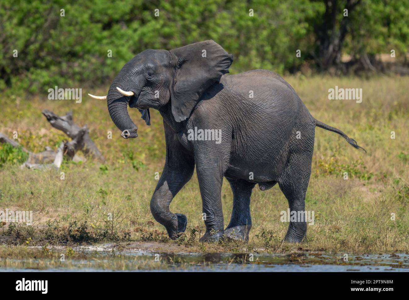 African elephant stands lifting foot on riverbank Stock Photo Alamy