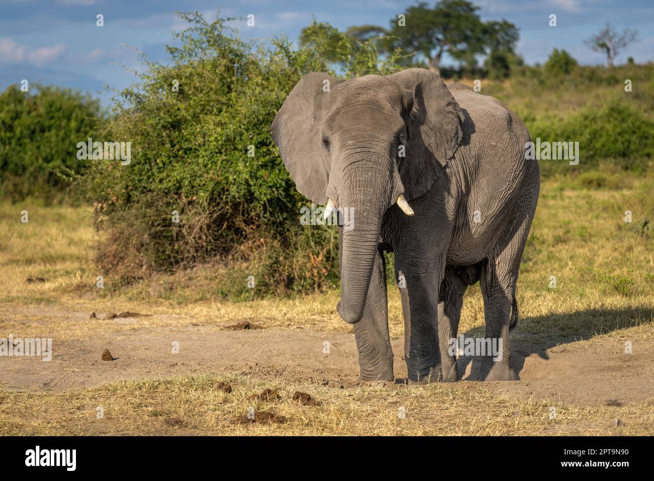 African elephant stands in savannah watching camera Stock Photo - Alamy