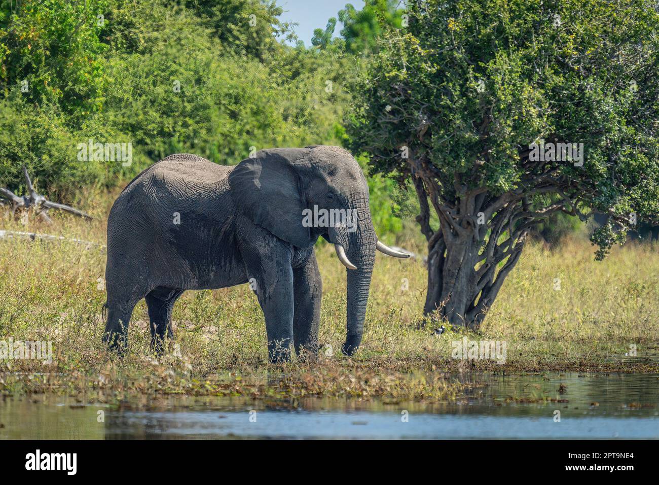 African elephant stands on riverbank by tree Stock Photo - Alamy