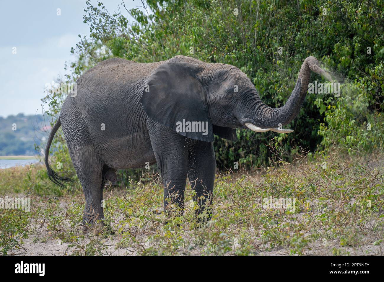 African elephant stands on riverbank spraying dust Stock Photo - Alamy