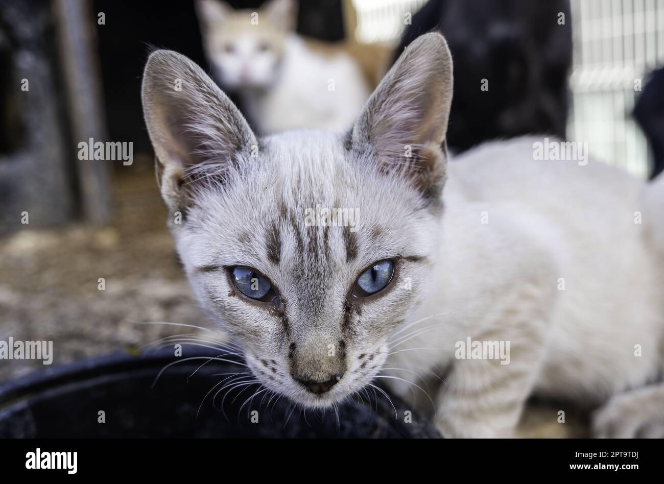 Detail of pet animal abandoned and alone, sadness Stock Photo