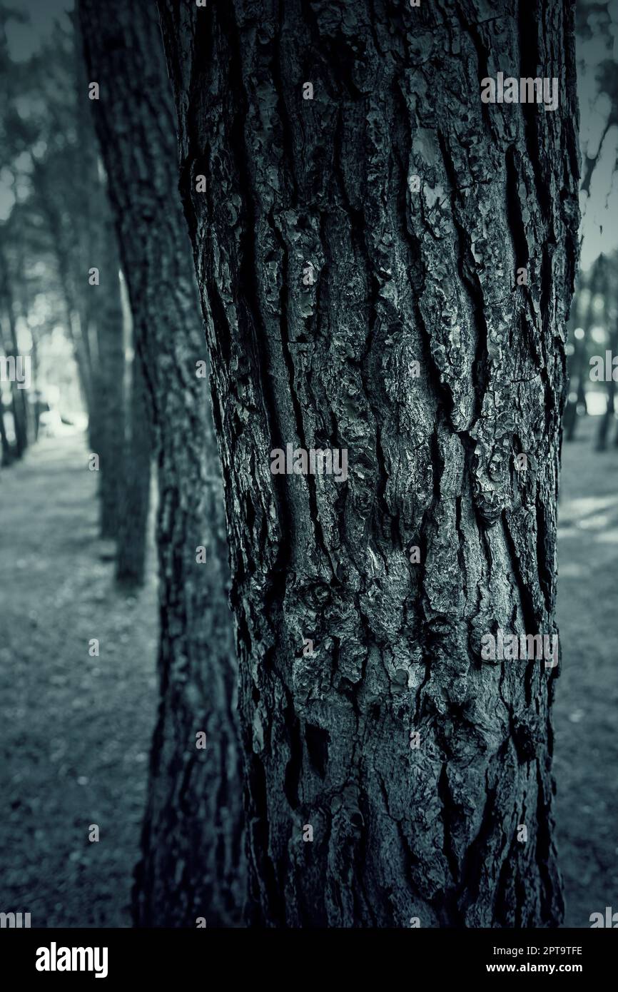Textured background detail of a tree in nature Stock Photo - Alamy